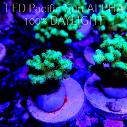Pocillopora damicornis FLUO GREEN (14.09.2022)