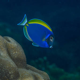 Acanthurus CF HYBRID leucosternon 8 cm
