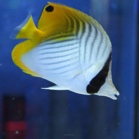 Chaetodon auriga rozmiar 7cm