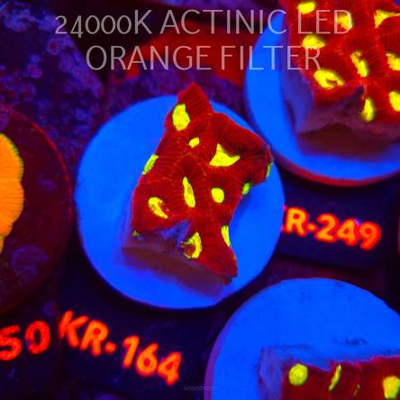 Favia CORAL SEA (17.09.2026) KR-164  4cm