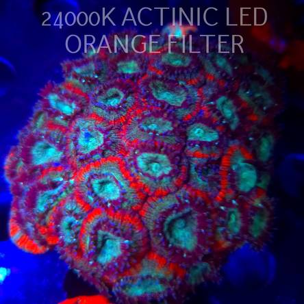 Acanthastrea lordhowensis BLUE GLITTER + RED RINGS (04.03.2026)  45P+