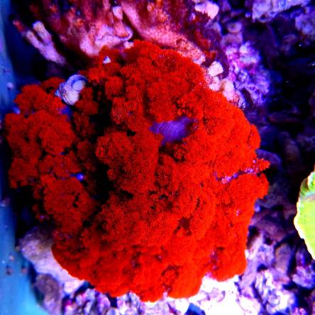 Phyllodiscus semoni RED (03.08.2022) 12cm UNIKAT