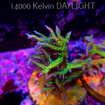 Seriatopora hystrix YELLOW (18.05.2025)  6cm