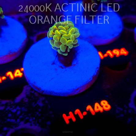 Euphyllia paraancora AUSSIE GREEN HOLOGRAM HAMMER (01.07.2026) H1-148