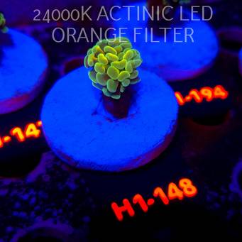 Euphyllia paraancora AUSSIE GREEN HOLOGRAM HAMMER (01.07.2026) H1-148