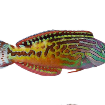 Macropharyngodon biparatitus 9-10cm SAMIEC