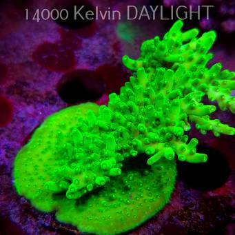 Acropora WWC Castells Banana (09.05.2025) MM1-III-10  7cm