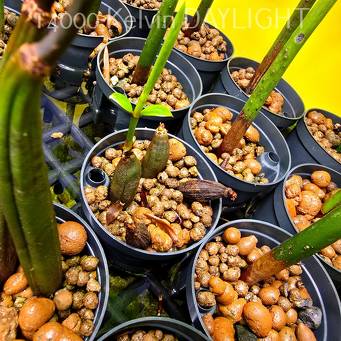 Bruguiera sexangula – Orange Mangrove propagule with roots 10cm