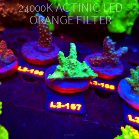 Acropora sp. AUSTRALIA (11.09.2026) L3-167  5cm