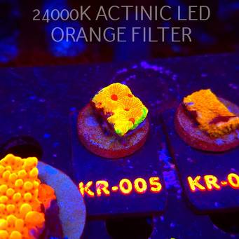 Favites CANDY CORN (06.12.2025) KR-005  2.5cm