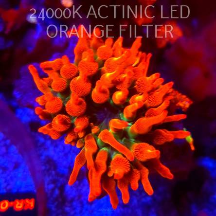 Entacmaea quadricolor RAINBOW SUNBURST (06.03.2026) XL