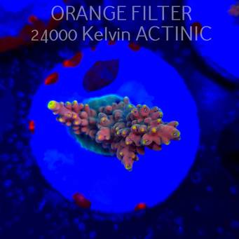 Acropora Jason Fox's B33 BOMBER Acro (24.05.2025) L2-I-21  4cm