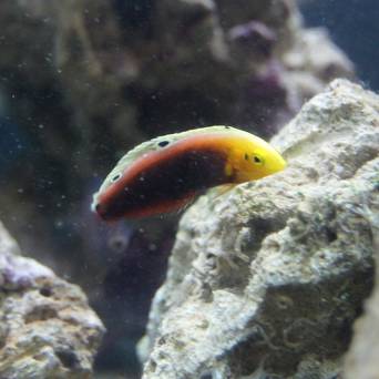Halichoeres iridis rozmiar 7 cm