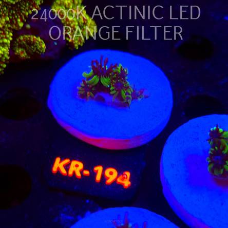 Galaxea fascicularis GREEN (17.01.2026) KR-194  2cm