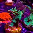 Acropora JMC PRINCESS (07.04.2025) MM6-II-5  5cm