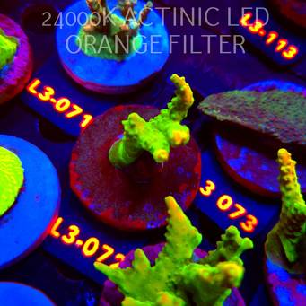 Acropora RR RAINBOW LOOM (11.09.2026) L3-072  4cm