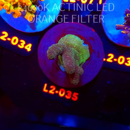 Acropora sp. PREMIUM AUSTRALIA (14.08.2026) L2-035  5cm