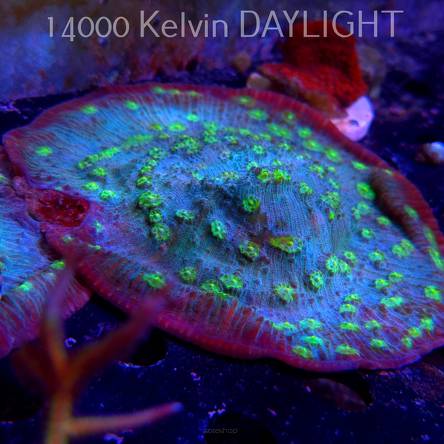 Mycedium robokaki GREEN FLARE (06.05.2024)  12cm