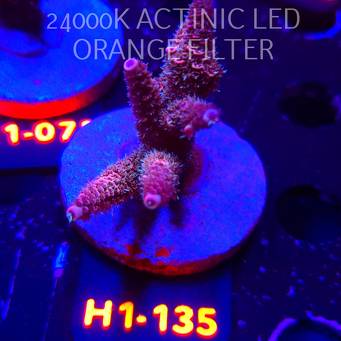 Acropora MILLEPORA PINK FUSION (02.02.2026) H1-135  6cm