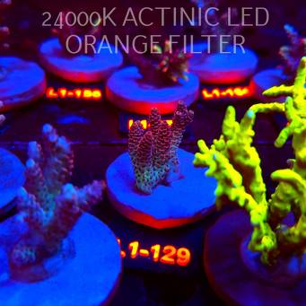 Acropora HYACINTHUS ULTRA (02.08.2026) L1-129  4cm