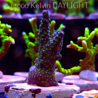 Acropora pinguis BLACK (20.03.2025) L1-I-27  6cm