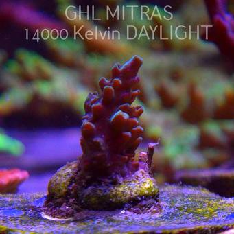 Acropora sp. AUSTRALIA (20.02.2025) L4-I-5  2cm
