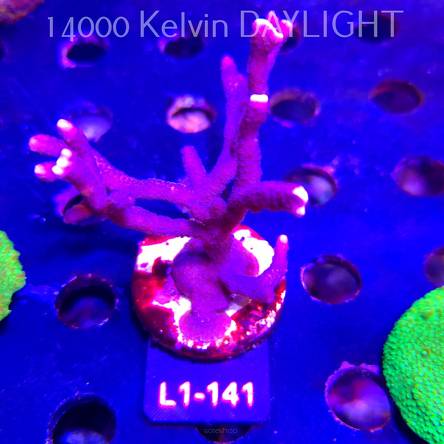 Montipora digitata PURPLE (01.08.2026) L1-141  12cm