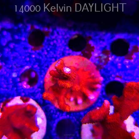 Montipora digitata RED (22.09.2025)  9cm