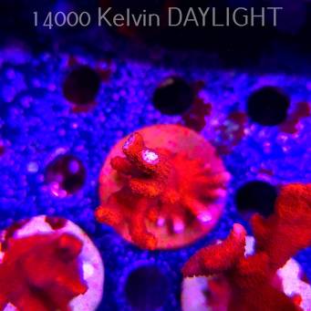 Montipora digitata RED (22.09.2025)  9cm