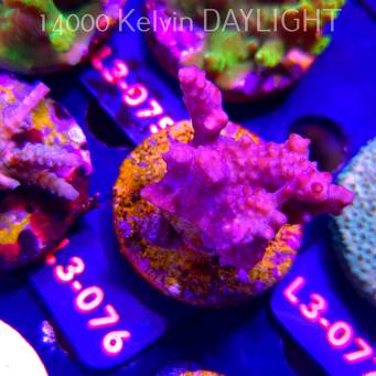 Acropora sp. PREMIUM AUSTRALIA (11.09.2026) L3-076  6cm
