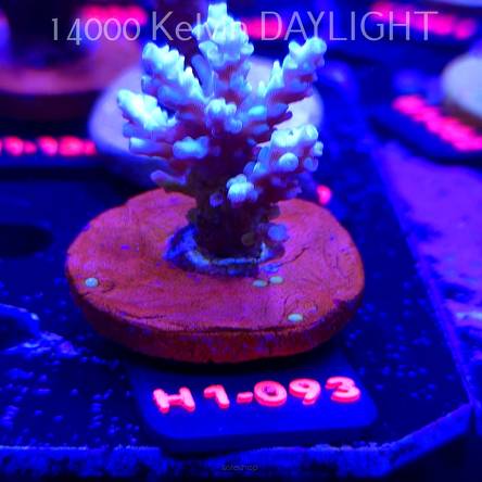 Acropora BIFARIA WD (04.02.2026) H1-093  5cm