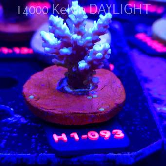 Acropora BIFARIA WD (04.02.2026) H1-093  5cm