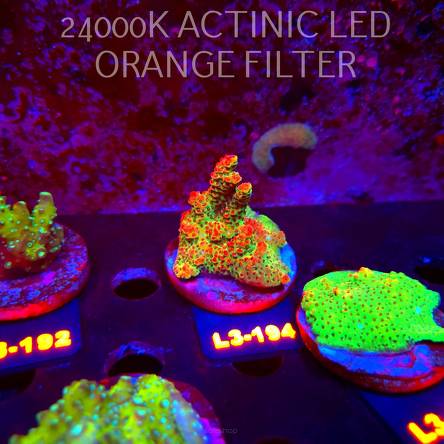 Acropora HYACINTHUS RED PLANET (11.09.2026) L3-194  6cm