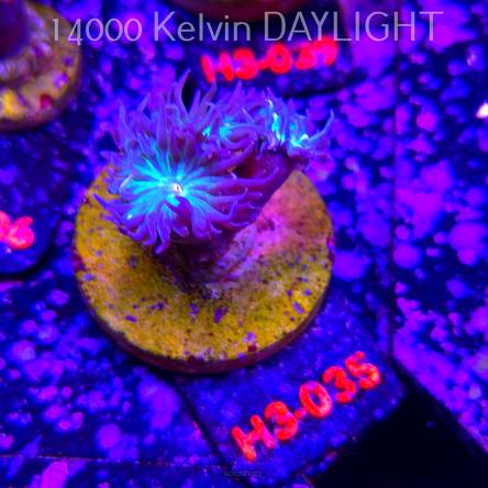 Duncanopsammia axifuga (15.01.2026) H3-035  3P