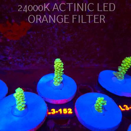 Acropora KENTI YELLOW CORAL SEA ULTRA (19.09.2026) L3-152  5cm