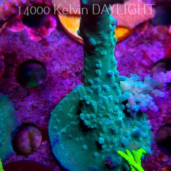 Acropora sp. AUSTRALIA (08.05.2025) MM1-II-6  11cm