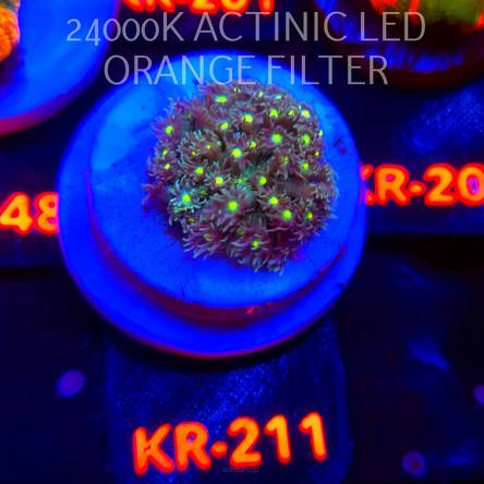 Goniopora DRAGON EYE (06.03.2026) KR-211  3cm