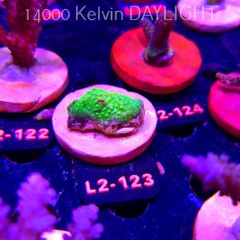 Acropora sp. PREMIUM AUSTRALIA (14.08.2026) L2-123  3cm