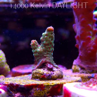 Acropora FOREST FIRE (24.05.2025) L2-I-14  3cm