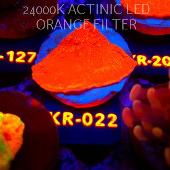 Montipora JASON FOX SUNBURST (07.08.2026) KR-022  5cm