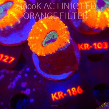 Lobophyllia corymbosa ULTRA Australia (21.02.2026) KR-186