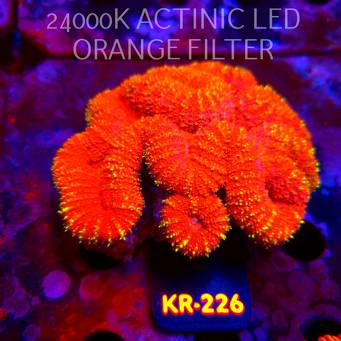  Lobophyllia corymbosa ULTRA Australia (17.09.2026) KR-226  12cm