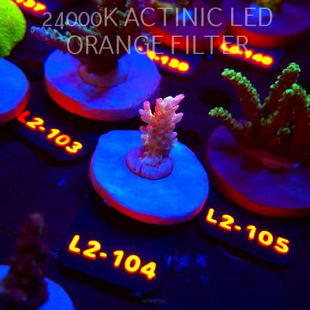 Acropora microclados STRAWBERRY SHORTCAKE CORAL SEA (14.08.2026) L2-104  2.5cm