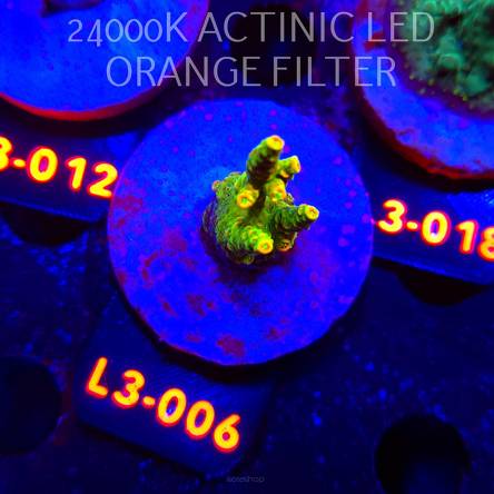 Acropora sp. PREMIUM AUSTRALIA (04.01.2026) L3-006  5cm