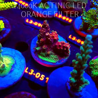 Acropora sp. PREMIUM AUSTRALIA (10.09.2026) L3-051  4cm