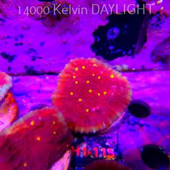 Echinophyllia KISS OF FIRE (11.10.2026) H1-115  6cm