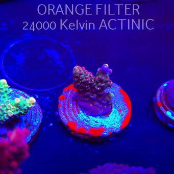 Acropora sp. JMC SPECIAL (04.10.2025)  2cm