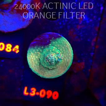 Acropora Jason Fox's Fox Flame Acro (04.01.2026) L3-090  5cm