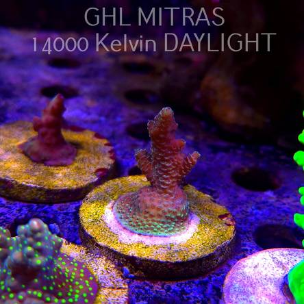 Acropora sp. AUSTRALIA  (20.02.2025) L4-III-12  5cm