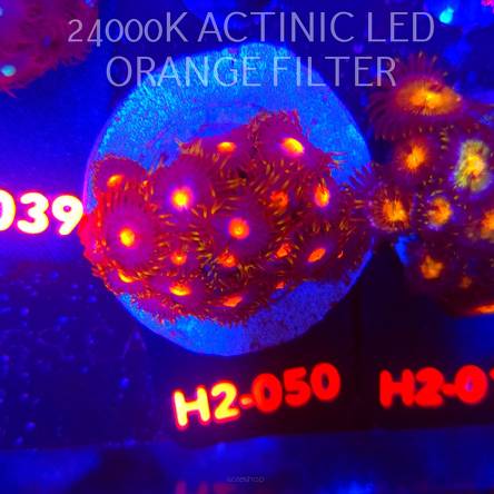 Zoanthus MIAMI BLOW POP (01.12.2025) 20P+  H2-050